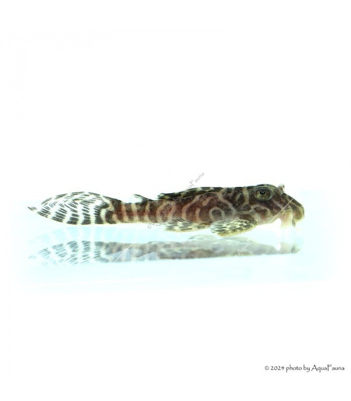 L66 - Hypancistrus sp. - 4-6 cm