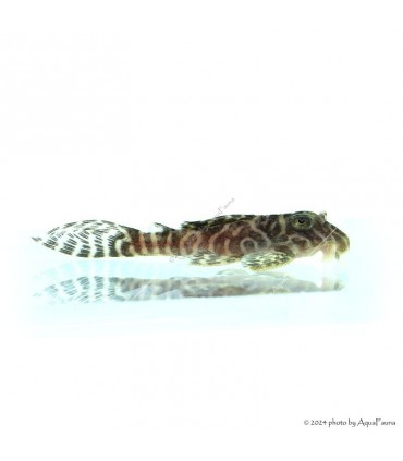 L66 - Hypancistrus sp. - 4-6 cm