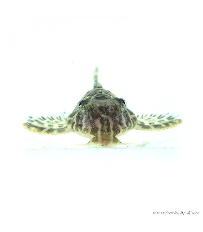 L66 - Hypancistrus sp. - 4-6 cm