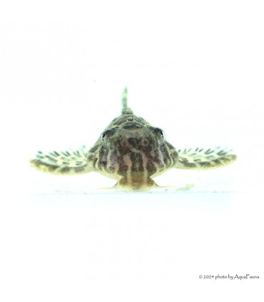 L66 - Hypancistrus sp. - 4-6 cm