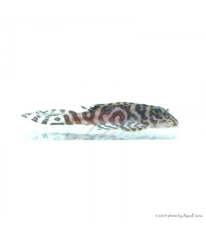 L236 - Hypancistrus sp. - 4-6 cm