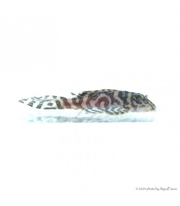 L236 - Hypancistrus sp. - 4-6 cm