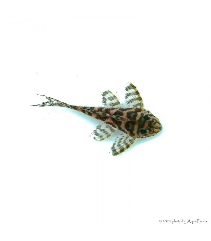 L236 - Hypancistrus sp. - 4-6 cm