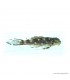 L201 - Hypancistrus sp. - 6 cm