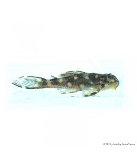 L201 - Hypancistrus sp. - 6 cm