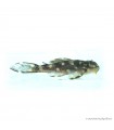 L201 - Hypancistrus sp. - 6 cm