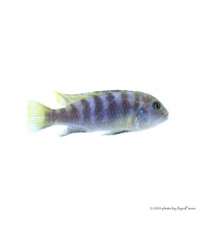 Maylandia (Metriaclima) pulpican "Kingsizei"