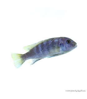 Maylandia (Metriaclima) pulpican "Kingsizei"