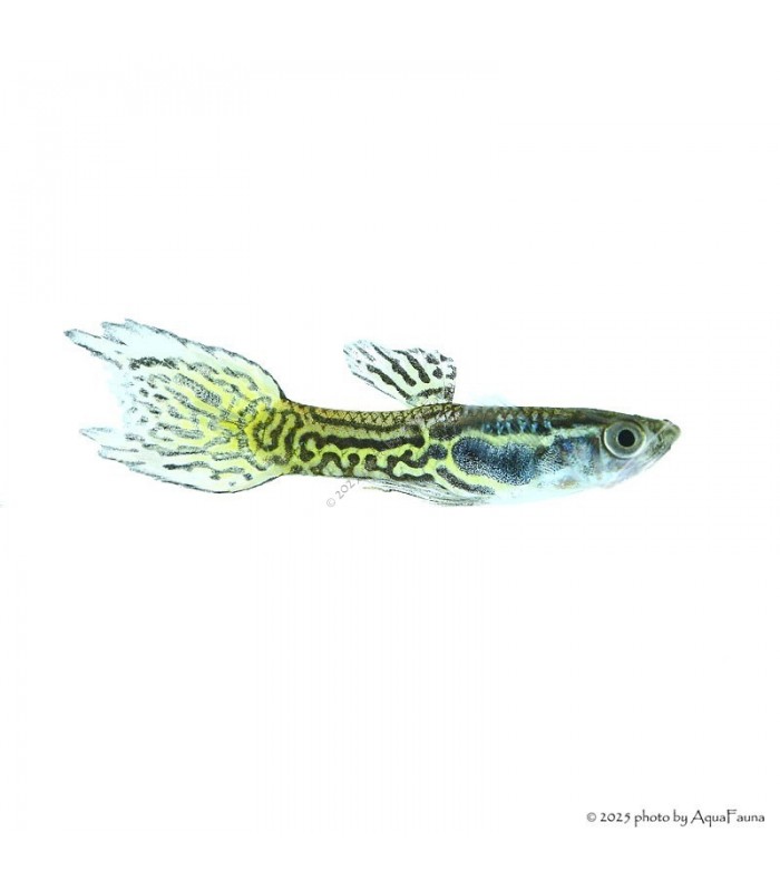 Poecilia wingei - Endler guppy