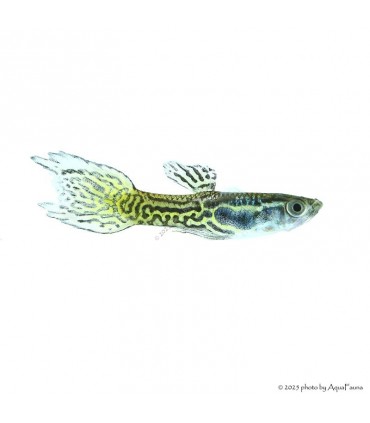 Poecilia wingei - Endler guppy
