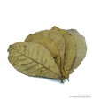Terminalia catappa - Indiai mandulalevél 28-30 cm, XXL méret (tebanglevél) / csomag (5 levél)