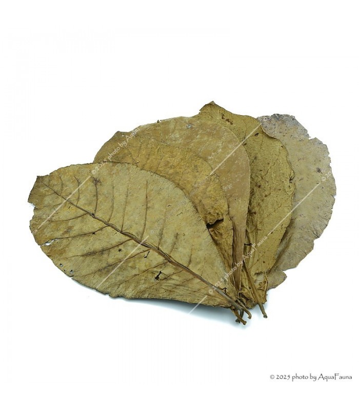 Terminalia catappa - Indiai mandulalevél 28-30 cm, XXL méret (tebanglevél) / levél