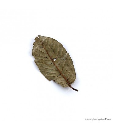 Guava levél - 10 db / csomag