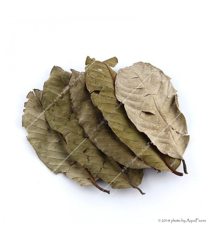 Guava levél - 10 db / csomag