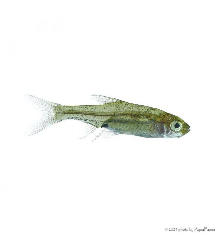 Sawbwa resplendens - Vörösorrú gyémántrasbora