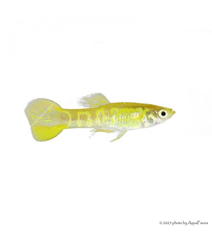 Poecilia wingei - Endler guppy