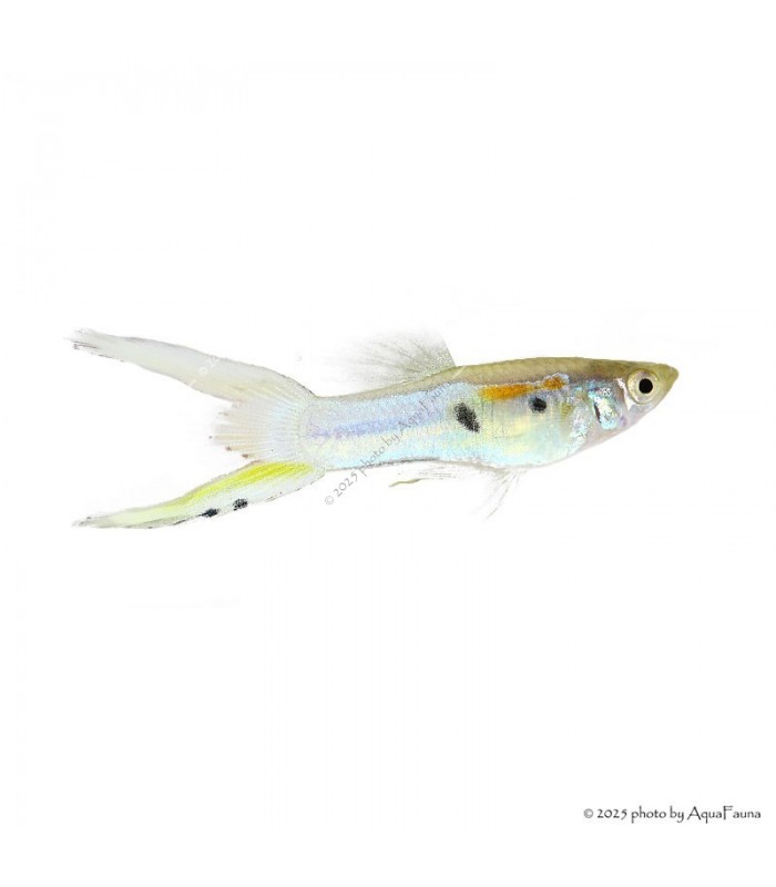 Poecilia wingei - Endler guppy