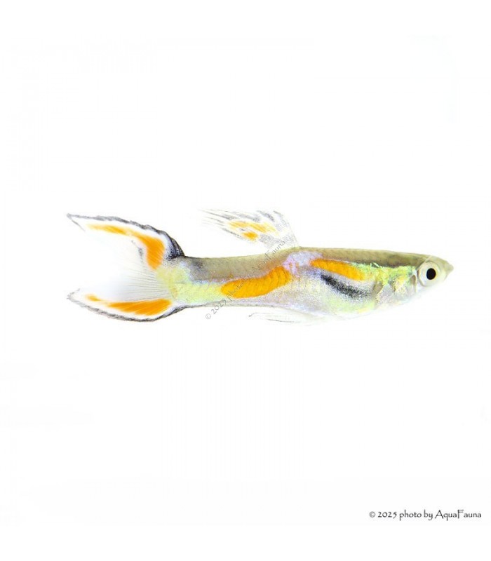 Poecilia wingei - Endler guppy