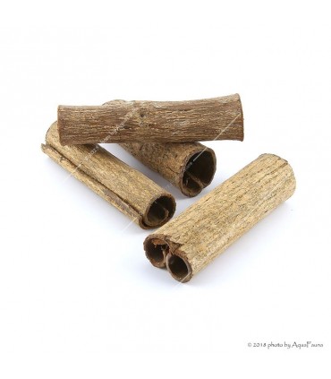 Naturdekor - Terminalia catappa bark - Indiai mandulafa kéreg (tebangkéreg) 11-15 cm, Ø3-4 cm / db