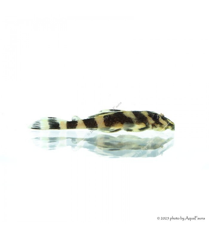 L168 - Zonancistrus brachyurus