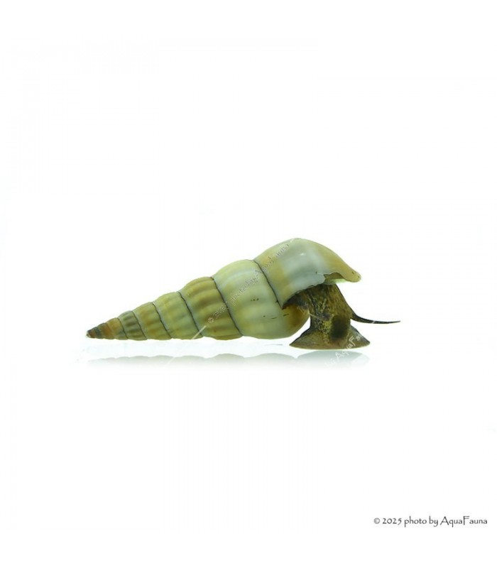 Brotia herculea sp. White - Fehér herkulescsiga