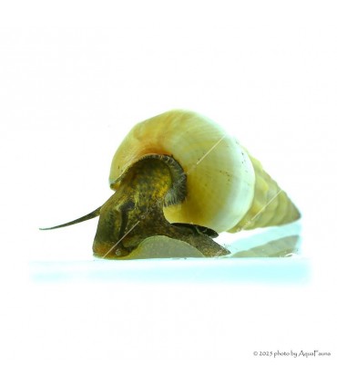 Brotia herculea sp. White - Fehér herkulescsiga