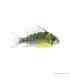 Mikrogeophagus altispinosus - Bolíviai pillangó tarkasügér
