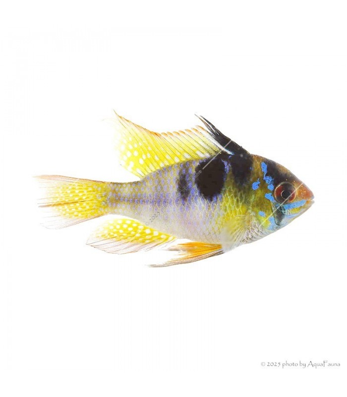 Mikrogeophagus ramirezi - Pillangó tarkasügér