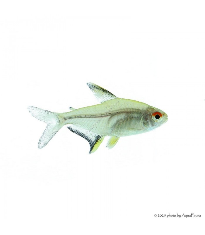 Hyphessobrycon pulchripinnis - Citromlazac