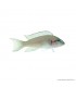 Neolamprologus brichardi - Porcelánsügér