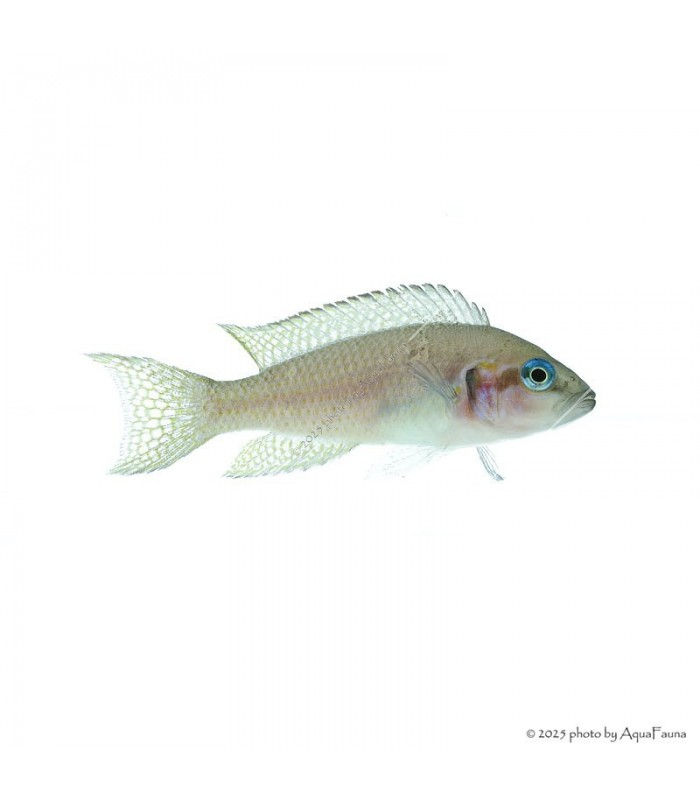 Neolamprologus brichardi - Porcelánsügér