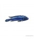 Melanochromis cyaneorhabdos - Maingano kéksügér