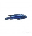 Melanochromis cyaneorhabdos - Maingano kéksügér