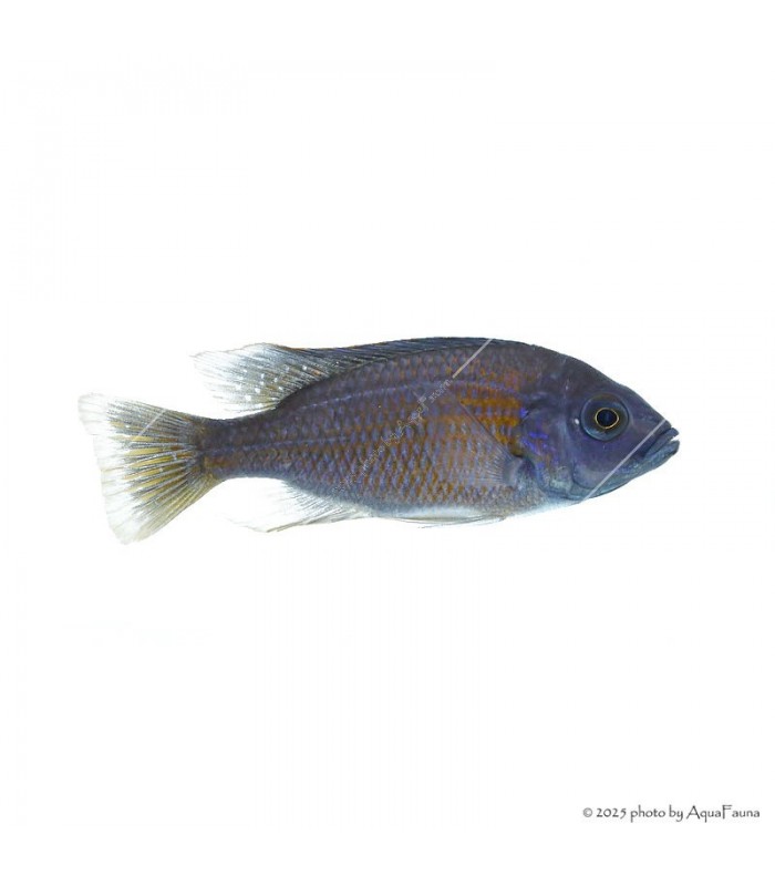 Copadichromis borleyi - Red Fin