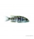 Placidochromis electra