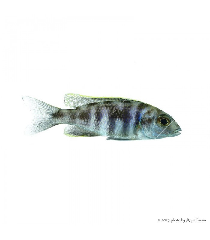 Placidochromis electra