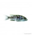 Placidochromis electra