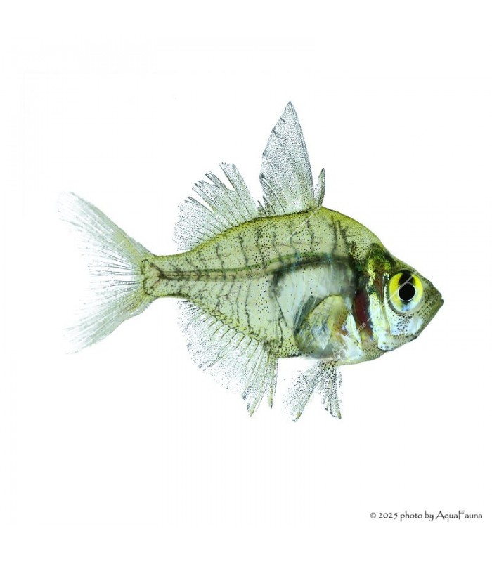 Parambassis lala - Üvegsügér