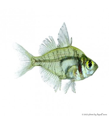 Parambassis lala - Üvegsügér