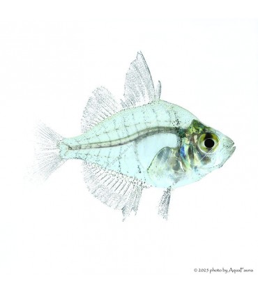 Parambassis lala - Üvegsügér