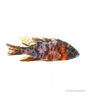 Aulonocara sp. "OB" - OB császársügér