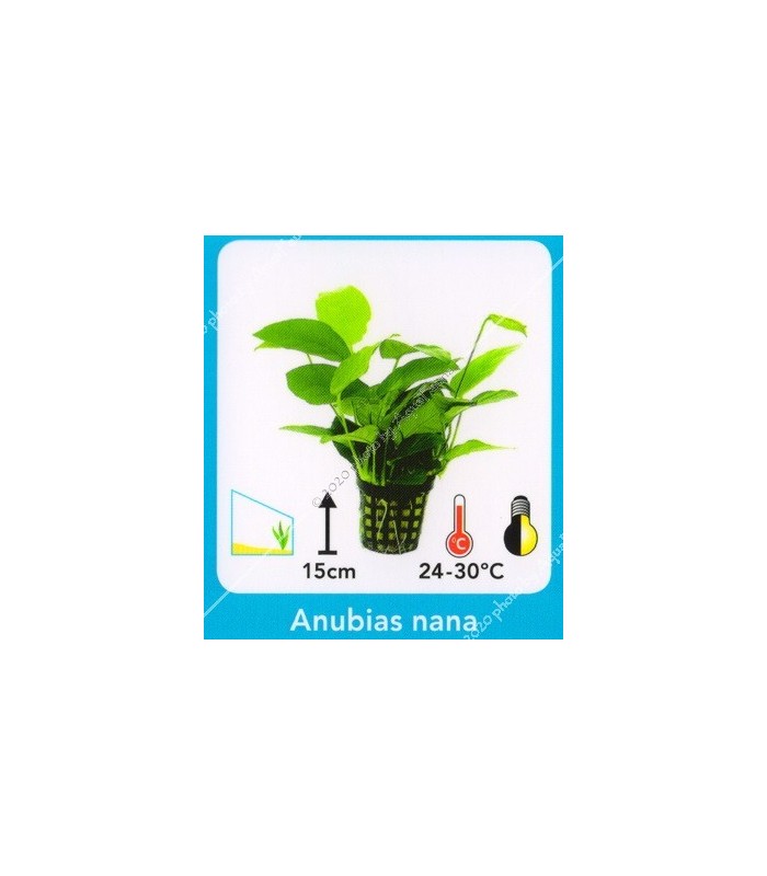 Anubias nana