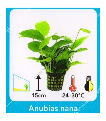Anubias nana