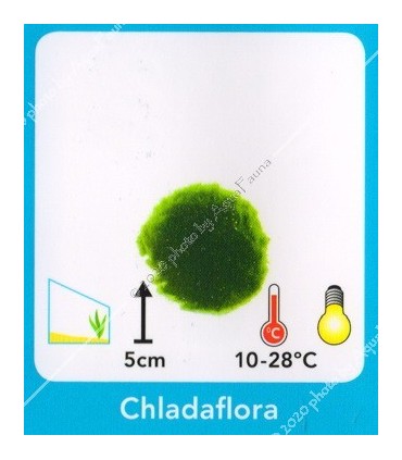 Cladophora aegagrophila - Gömbmoha 6-7 cm