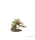Bonsai Wood SS dekorfa - 20x10x15 cm
