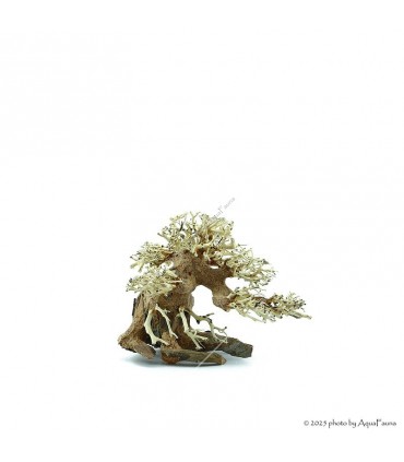 Bonsai Wood SS dekorfa - 20x10x15 cm