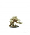Bonsai Wood SS dekorfa - 20x10x15 cm