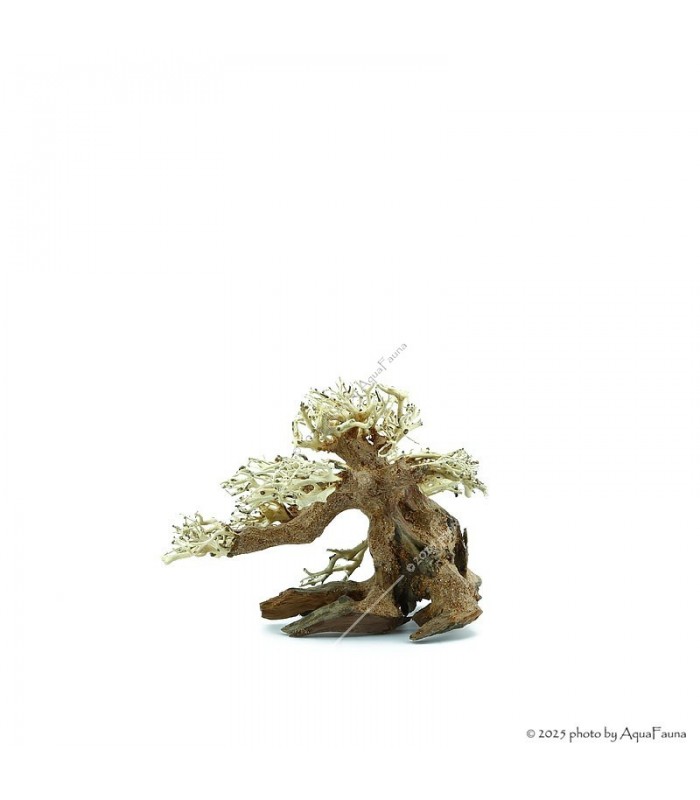 Bonsai Wood SS dekorfa - 20x10x15 cm