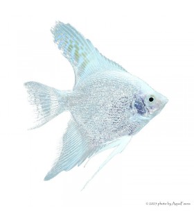 Pterophyllum scalare sp. - Gyémánt vitorláshal