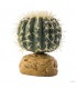Hagen Exo Terra Barrel Cactus Small - sivatagi földi műnövény kb. 10 cm